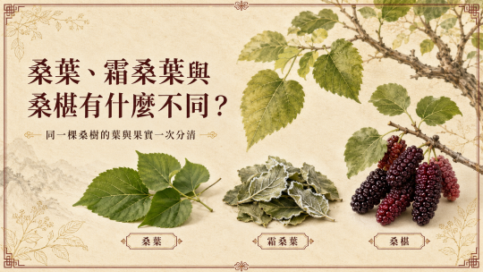 桑葉、霜桑葉與桑椹有什麼不同？同一棵桑樹的葉與果實一次分清