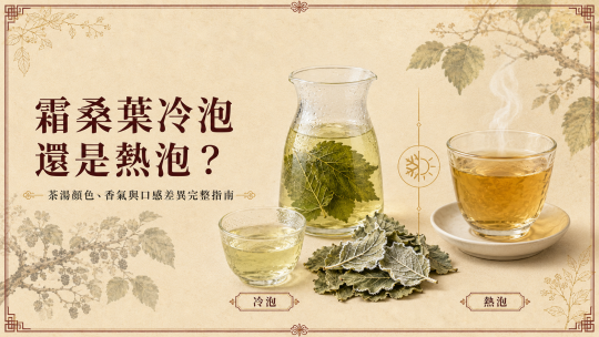 霜桑葉冷泡還是熱泡？茶湯顏色、香氣與口感差異完整指南