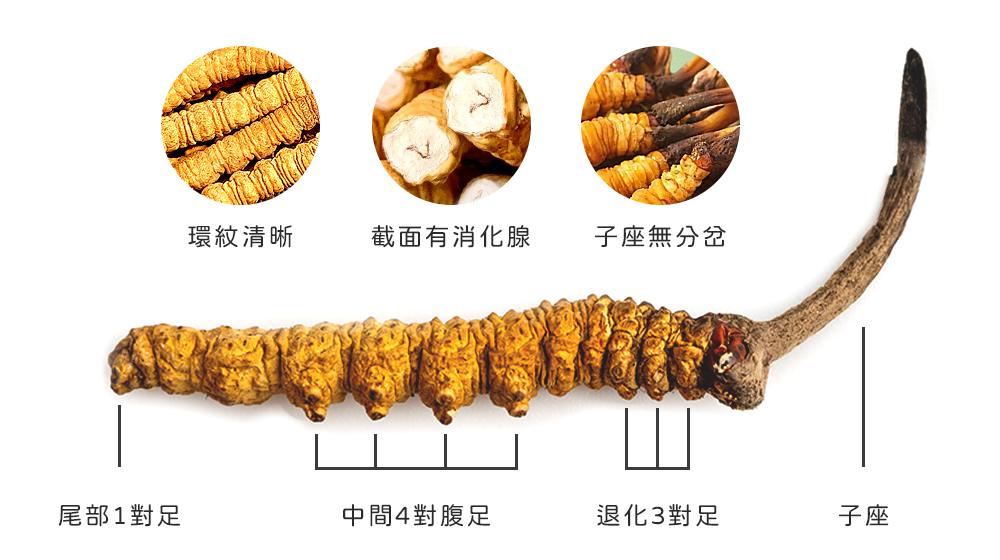 如何鑑別真正的冬蟲夏草