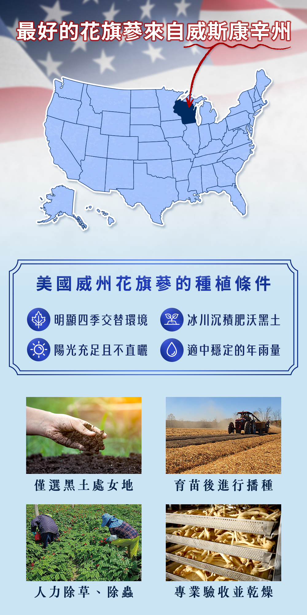 美國威斯康辛州花旗蔘,西洋蔘,粉光蔘